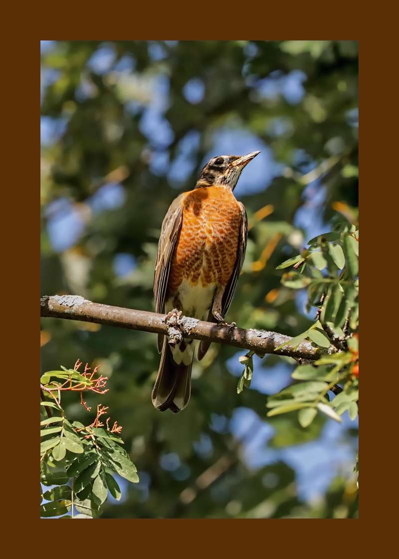 American Robin in the Shade- 01